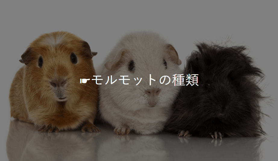 モルモットのおうち Morumoru House Twitter