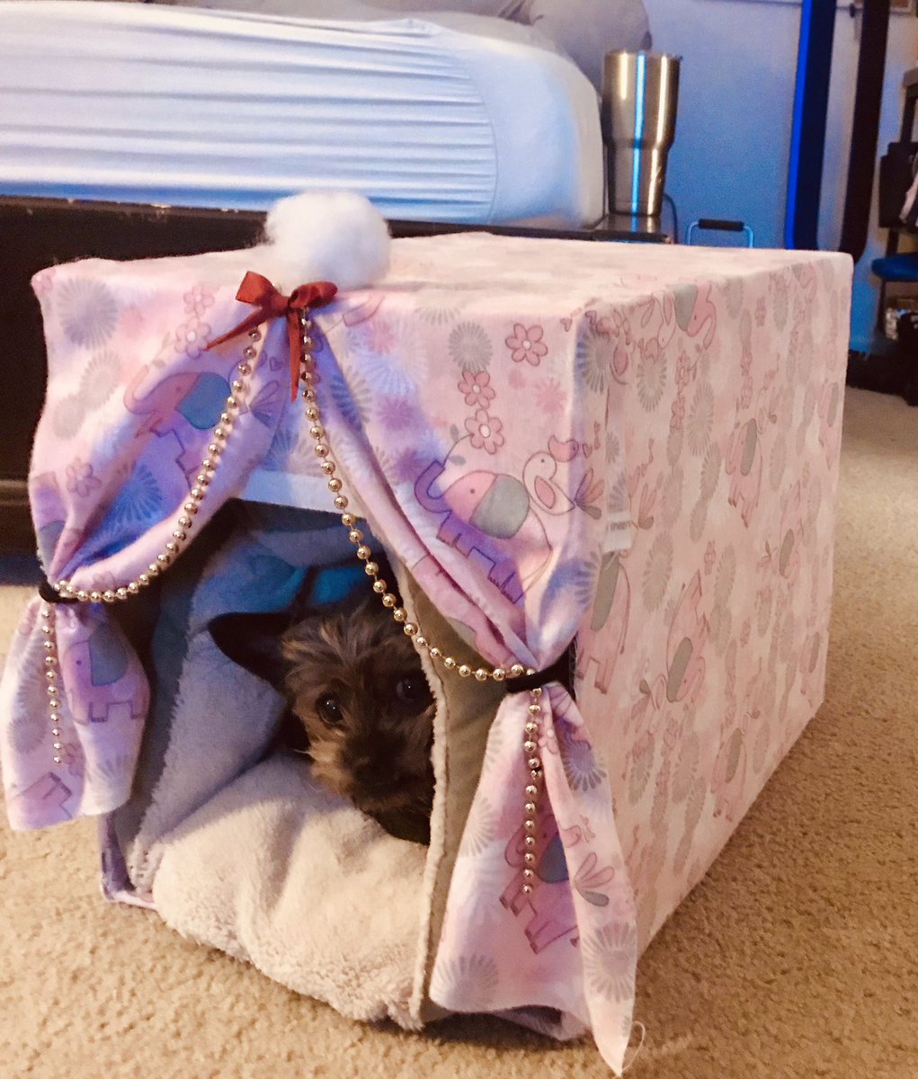 Hidd3nRiot's tweet photo. Harley loved sleeping in one of my amazon boxes so I turned it into a princess bed for her🤗🥰 AAAAND SHE LOVES IT🙈❤️ Thank you  #AmazonPrime https://t.co/uPH4m7zIcD