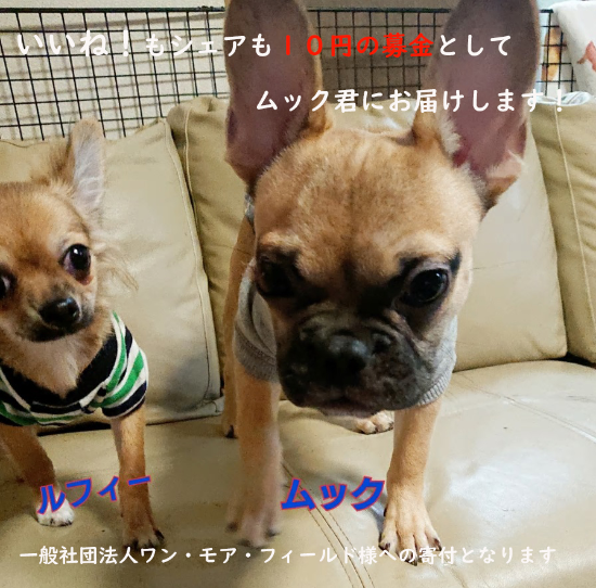 ail_kyukyu's tweet photo. ★いいねとリツイートが10円の寄付！★
この記事へのいいねとリツイートを10円として
一般社団法人ワン・モア・フィールド様にお届けします！
是非参加してください

↓詳細はこちら↓
https://t.co/wu3P6JCc46

#withanimal #ワン・モア・フィールド #クリック募金 #保護犬  #コクー株式会社 https://t.co/PtM8qnQabK
