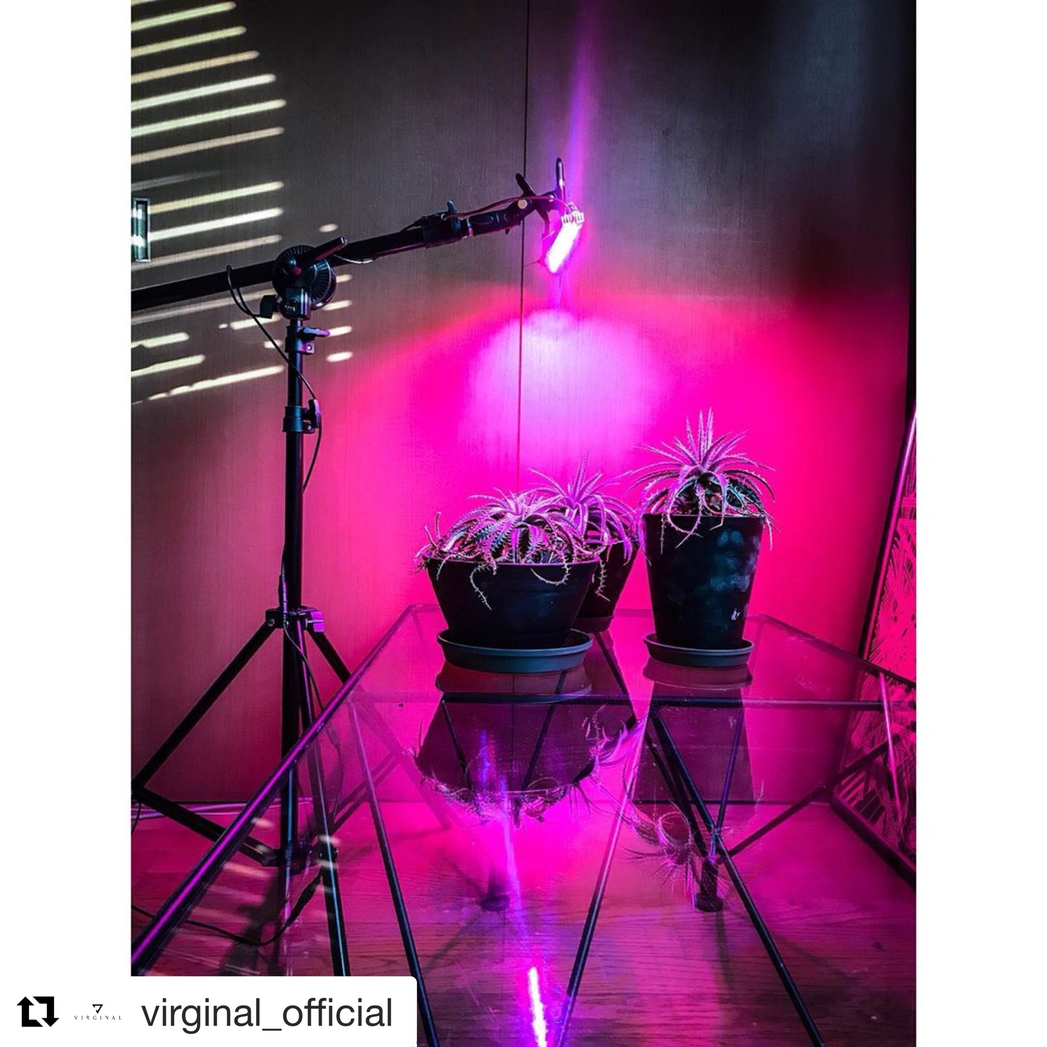 Vj Wadaken 植物育成ライトを自作 自作 Diy 日曜大工 Led Ledlights 多肉植物 Succulents 植物インテリア インテリア インテリア雑貨 フラワーアレンジメント フラワーデザイン 珍奇植物 ビザールプランツ Bizarreplants Airplants Dyckia