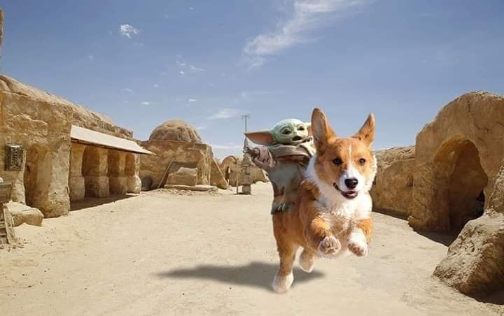 You never knew you needed pictures of Baby Yoda riding corgis. And yet, here we are. You're welcome.