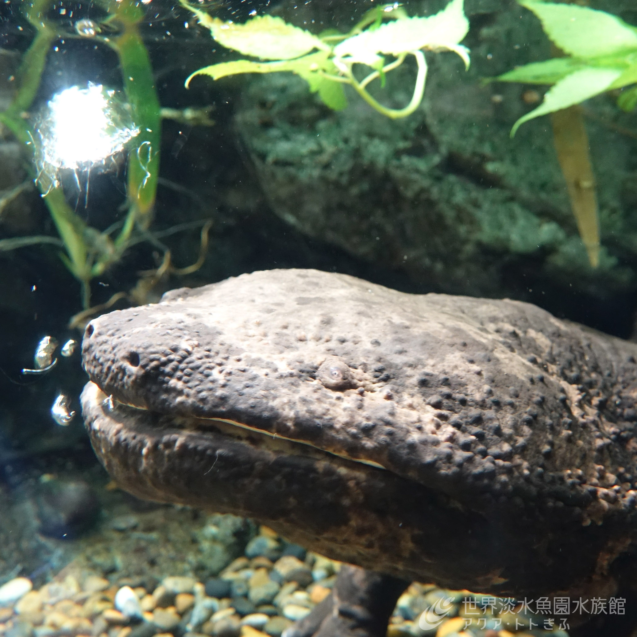 世界淡水魚園水族館 アクア・トト ぎふ على X: 