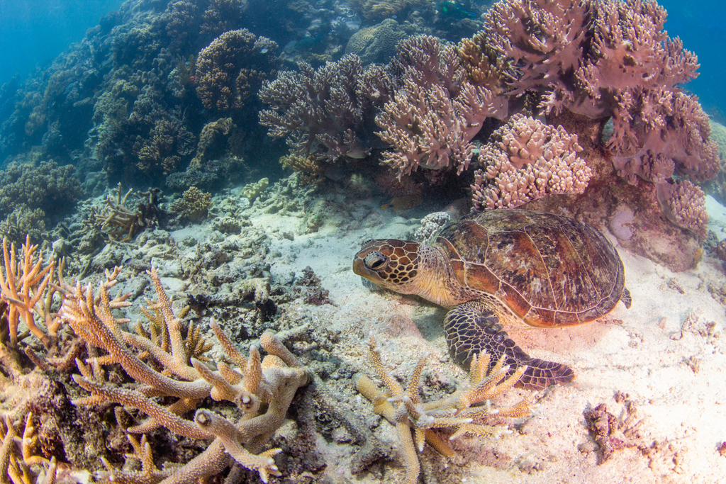 compasscruises's tweet photo. You never know who you will find basking in the sunlight of the ocean floor. Come and discover the amazing #GreatBarrierReef with #CompassCruises
Find out more at https://t.co/3YQ8OdWfXa https://t.co/GNgKF3jKhM