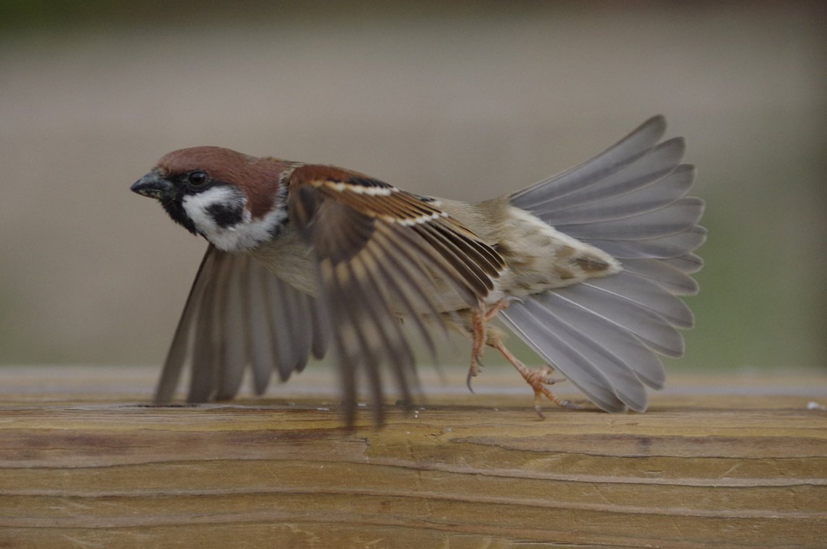 中野さとる No Twitter ビュンビュン飛んでるスーさん 雀 スズメ すずめ Sparrow 鳥 小鳥 野鳥 Bird