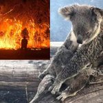 【こんなにも多くが..】オーストラリアの火事で犠牲になっている動物の数が人口を超えている