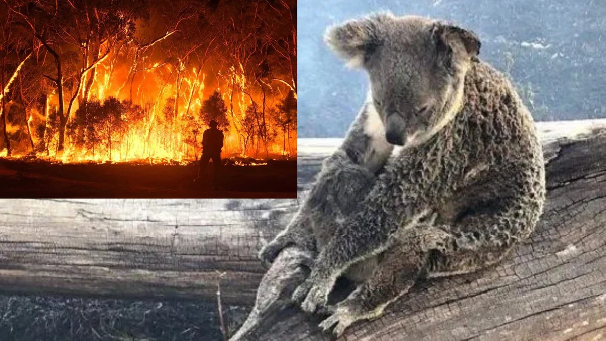 【こんなにも多くが..】オーストラリアの火事で犠牲になっている動物の数が人口を超えている