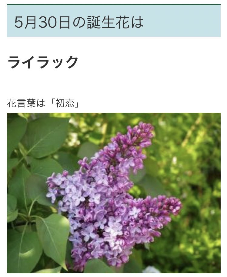ばらこ على تويتر 5 30の誕生花 紫のライラックの花言葉 初恋 豆原一成は国民の初恋になる為に生まれてきたのか