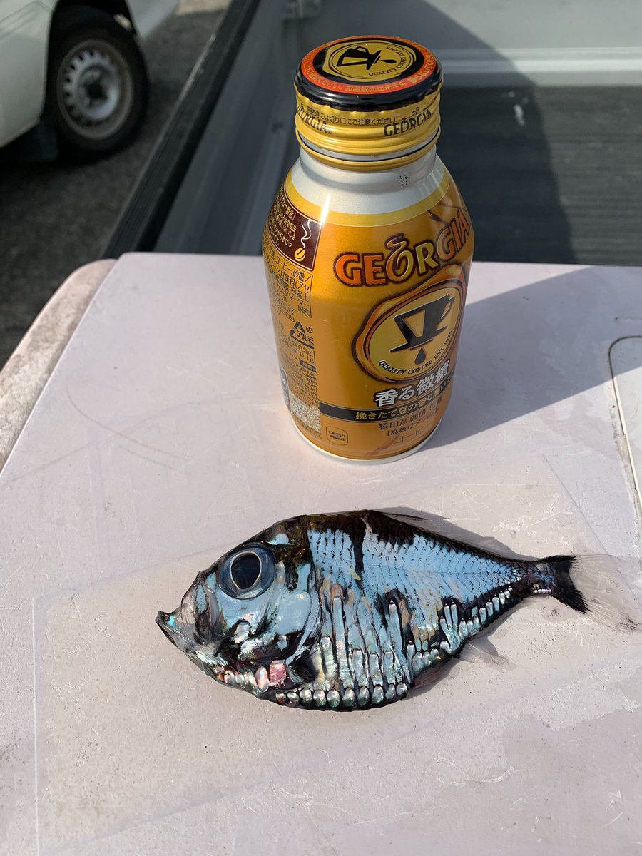 これってなんて魚ですか 漁師さんから見せられた写真のちょっと怖い魚はレア度の高い深海魚だった 夢に出てきそう Togetter これってなんて魚ですか 漁師さんから見せられた写真のちょっと怖い魚はレア度の高い深海魚だった 夢に出てきそう Togetter