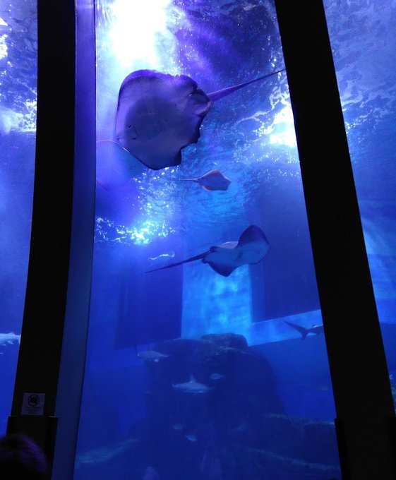 水槽のtwitterイラスト検索結果 古い順 水槽のtwitterイラスト検索結果 古い順