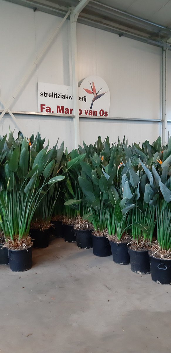 7 dagen per week bezig om aan de grote vraag te kunnen blijven voldoen. De meest populaire plant van dit moment. #strelitzia #strelitziareginae