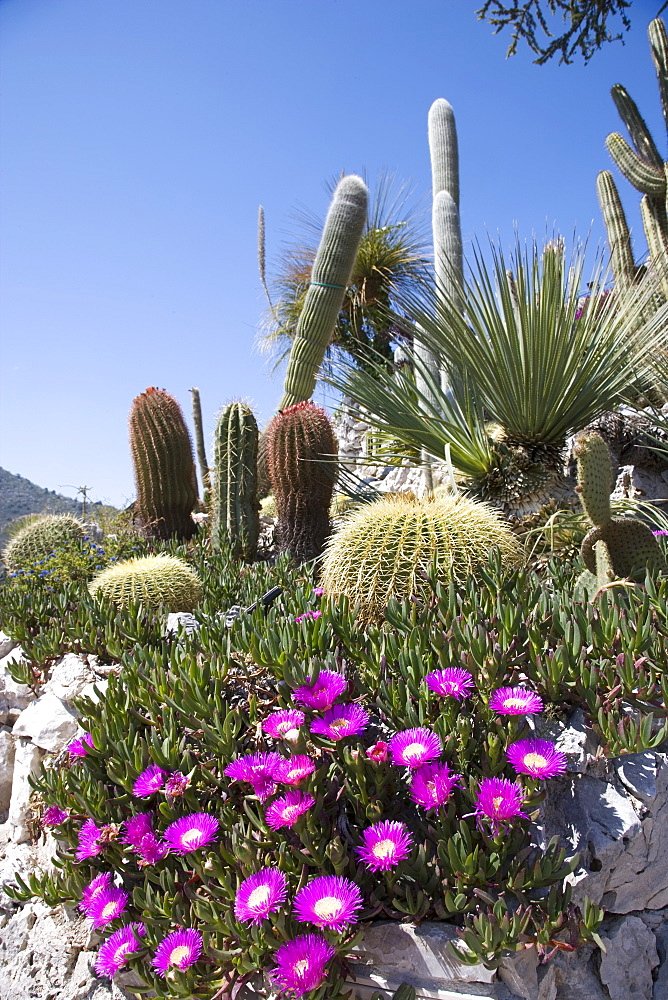 Bent u wel eens in Eze geweest? Wanneer u daar in de buurt bent, bezoek dan ook de Jardins Exotique 🌼🤩
Avez-vous déjà été à Eze? Si vous êtes dans la région, visitez les Jardins Exotiques 🌼🤩
#Cotedazurfrance #Cotedazur #Eze #Jardinexotique #jardin