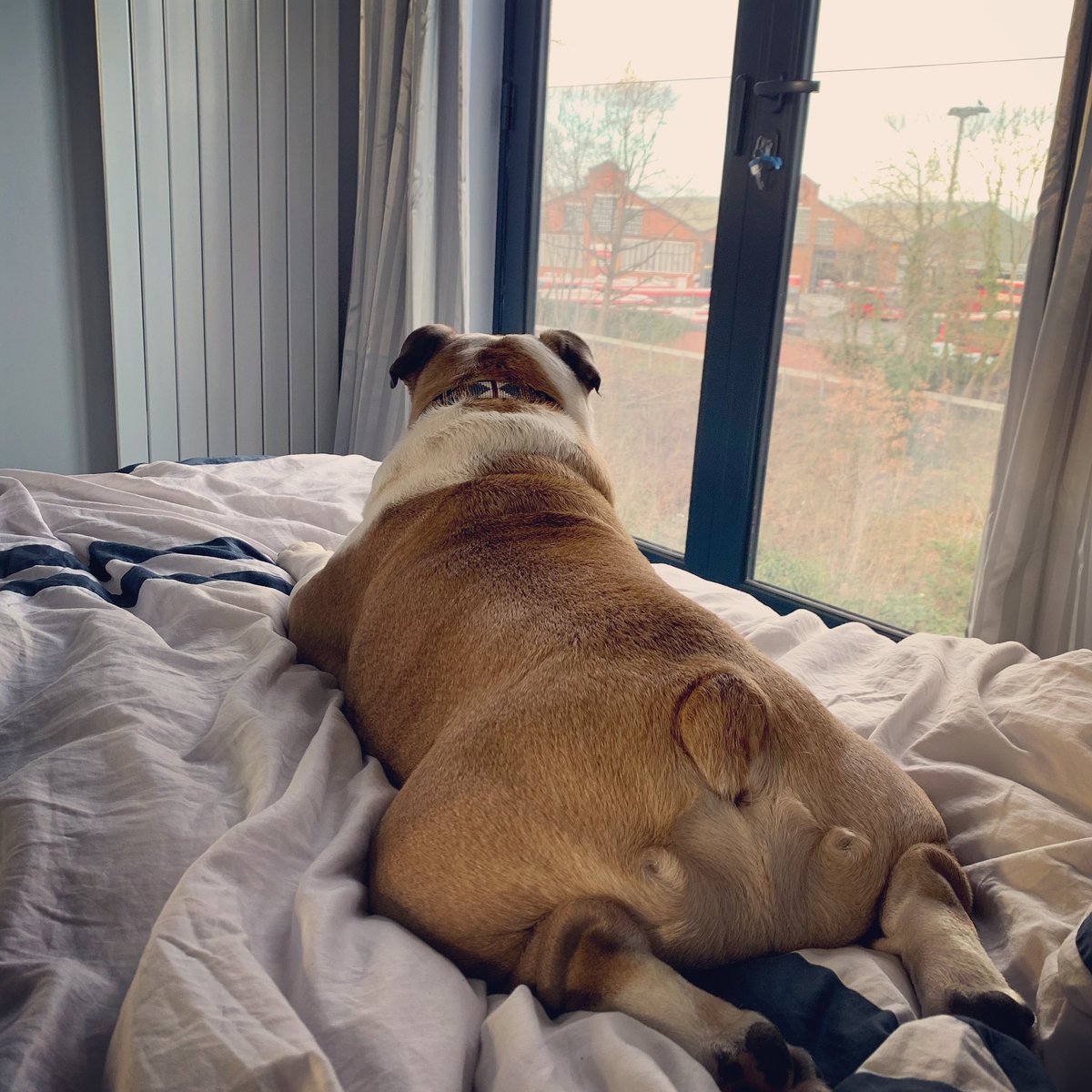 DGoodwinAuthor's tweet photo. What a view. #bulldogbutt https://t.co/Z9eqQoeZly