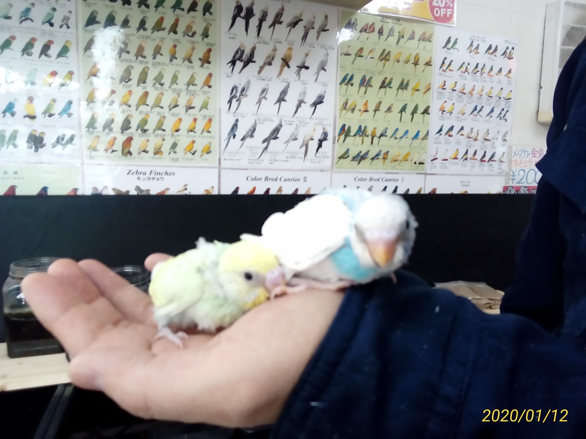 埼玉県鶴ヶ島ペットショップハピネス 小動物専門店 鳥メイン デグー 販売中です セキセイインコ雛ちゃん２羽 オカメインコ雛3羽 コザクラインコ雛1羽 羽衣セキセイインコ親鳥5羽 現在お店にいます アメブロにこの子達の情報載っています