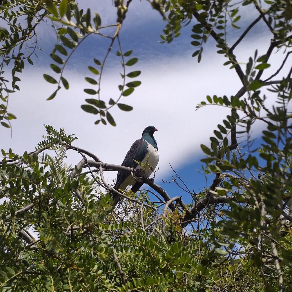Goodwin_NZ's tweet photo. Cheeky Kereru striking a pose today @PukahaMtBruce 📷 credit to @zara_nicolson https://t.co/PXRFTomYsO