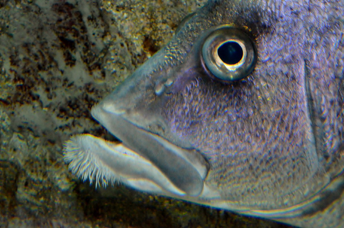 新潟市水族館マリンピア日本海 Sur Twitter ヒゲダイ 暖流の旅 脊索動物門 硬骨魚綱 スズキ目 イサキ科 ヒゲダイ属 全長45 福島県 山形県以南 東シナ海の岩礁や大陸棚砂泥域 体は側扁し 吻は尖る 下顎に房状のひげが密生する 主上顎骨は無鱗