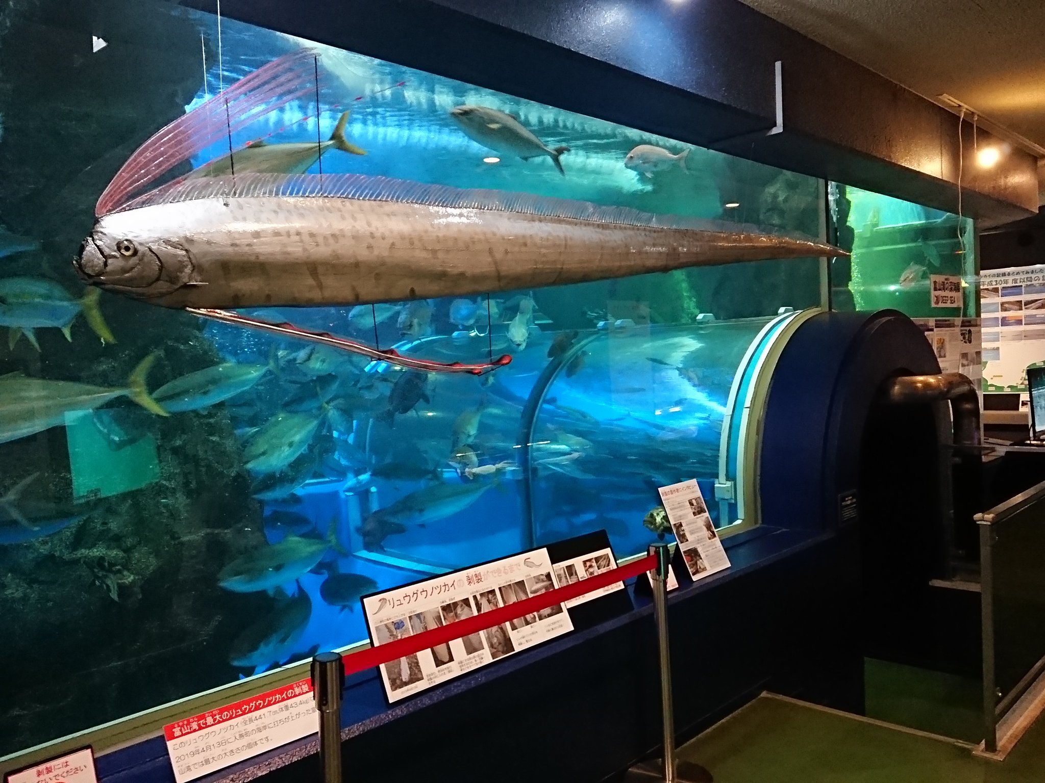 【激レア】リュウグウノツカイ（Regalecus glesne）エタノール標本 2025年最新】深海魚 標本の人気アイテム - メルカリ 【激レア