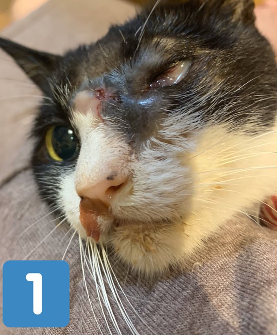 そーっとのTwitterイラスト検索結果(古い順)。