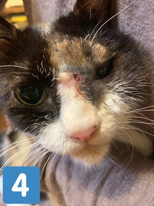 そーっとのTwitterイラスト検索結果(古い順)。