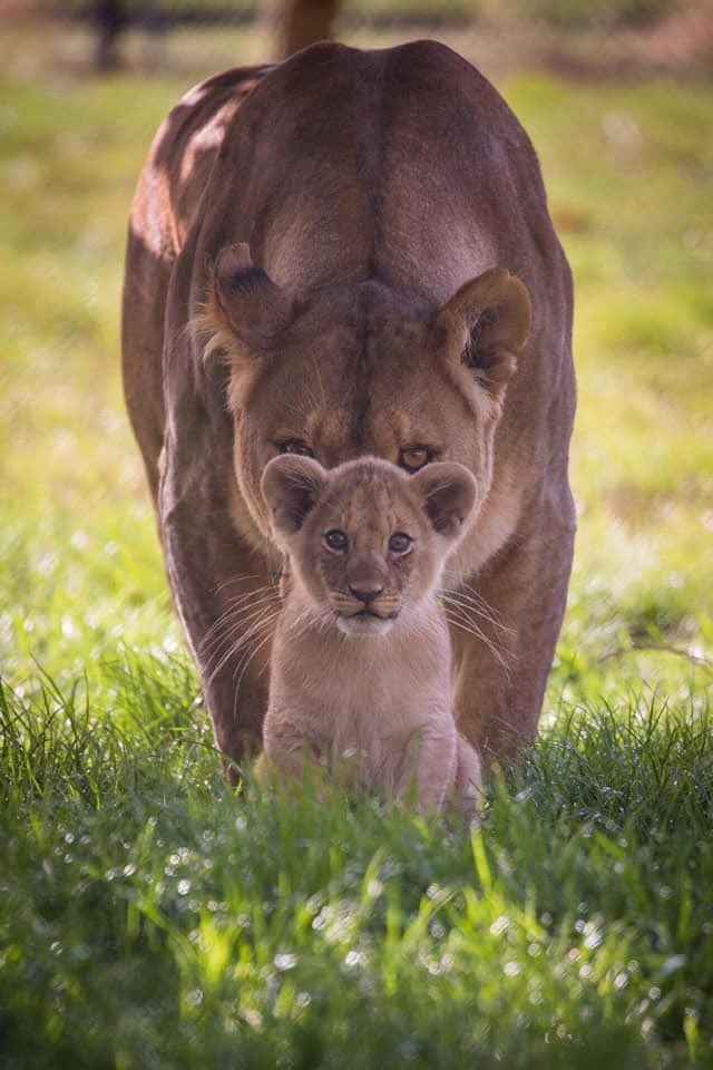 Love this image! The caption on the original photo read: Powerful picture... Fear nothing in front of you because of who is behind you !

Really shows the importance of having a strong support network/ tribe around you 

#support #tribe #accountabilitypartner