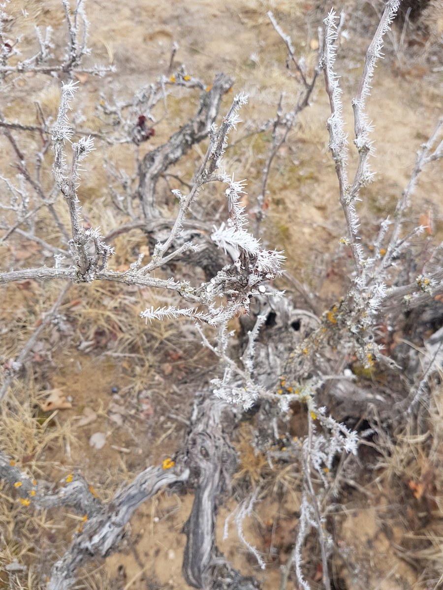 3elmntos's tweet photo. Dias de frio, niebla y cencellada. Gracias a nuestro clima de contrastes y la altitud de nuestras viñas, se consigue la base de buenos frutos. Así es #3elementos.
Disfrutar https://t.co/wF8AROsylQ