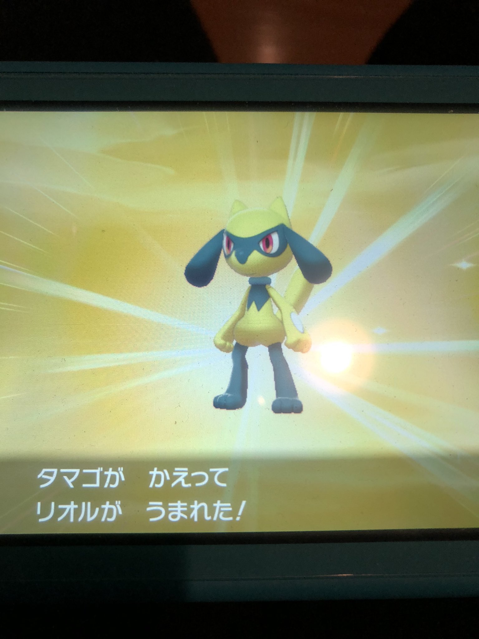 Ntr わーびっくりした リオル色違い可愛い 国際孵化今回は割と早かった ポケモン剣盾 ポケモンソードシールド T Co D3p337lekc Twitter