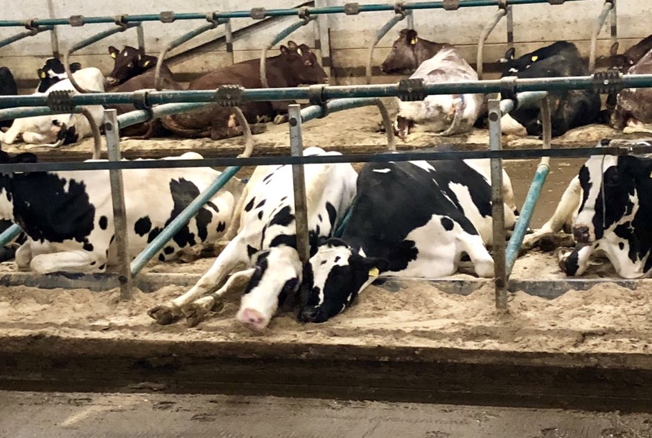 Lazy Sunday morning for the girls 
🐄💚 🐄💚🐄💚😴😴😴😴😴😴
Milking is done, breakfast on its way #teamdairy #farm24