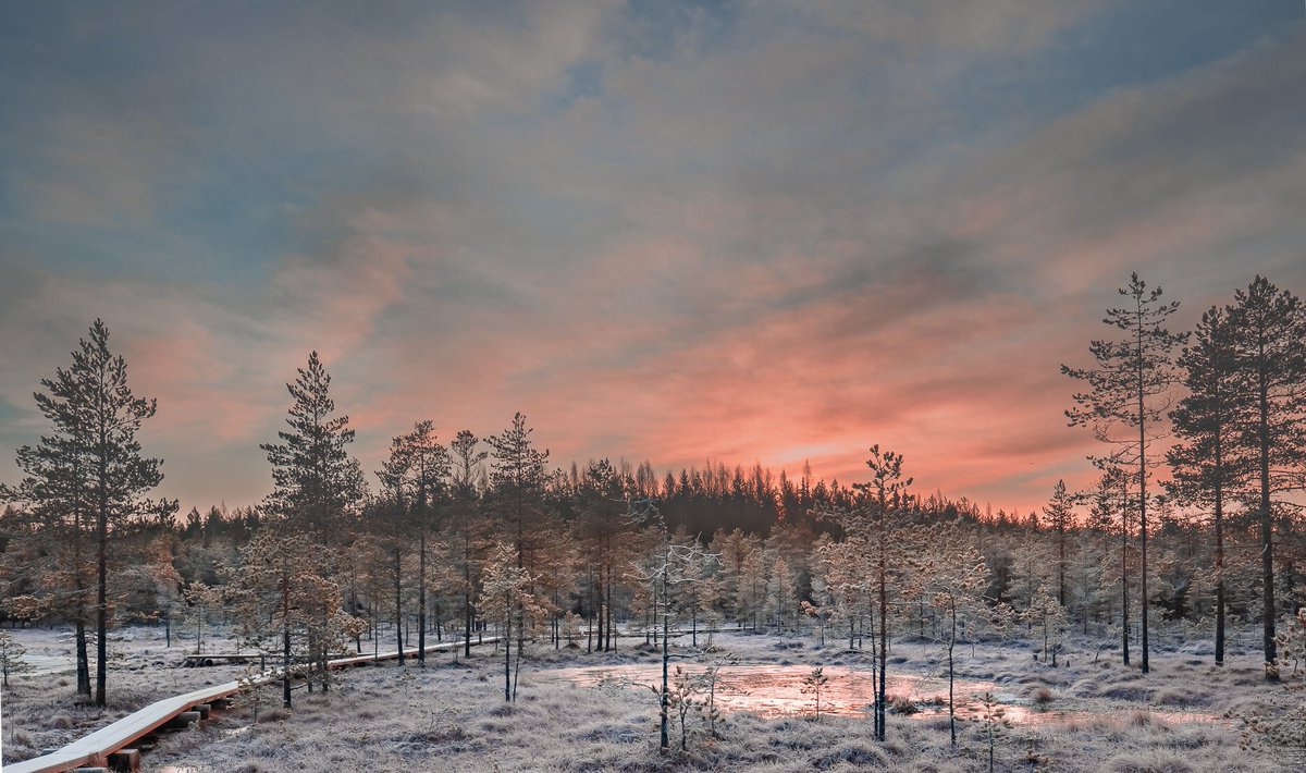 FinlandPictures's tweet photo. Suolla. Kuva: Erkki Heikkilä kiitos! 🌅#suolla #suomi #finland #tammikuu https://t.co/UxxXWeRo2e