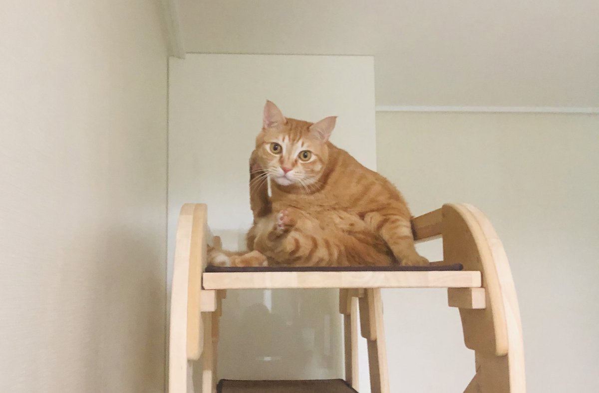 살빠지니까 안하던 자세를 함ㅠㅠㅠㅜㅜㅠㅠㅠㅠㅠㅜㅠㅠㅠㅠ살찌워서 미안해