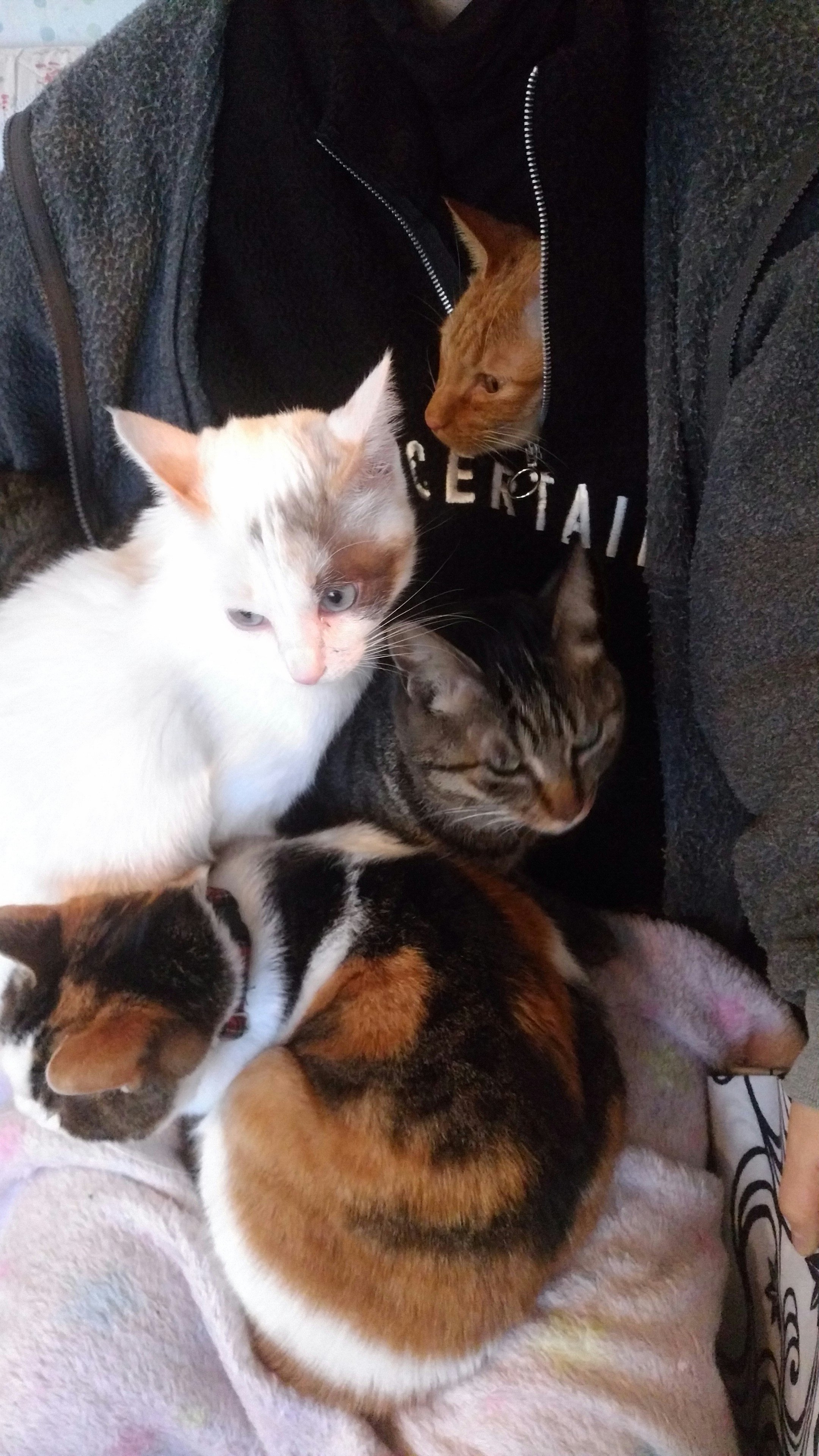 可愛い子猫 Twitter Search Twitter