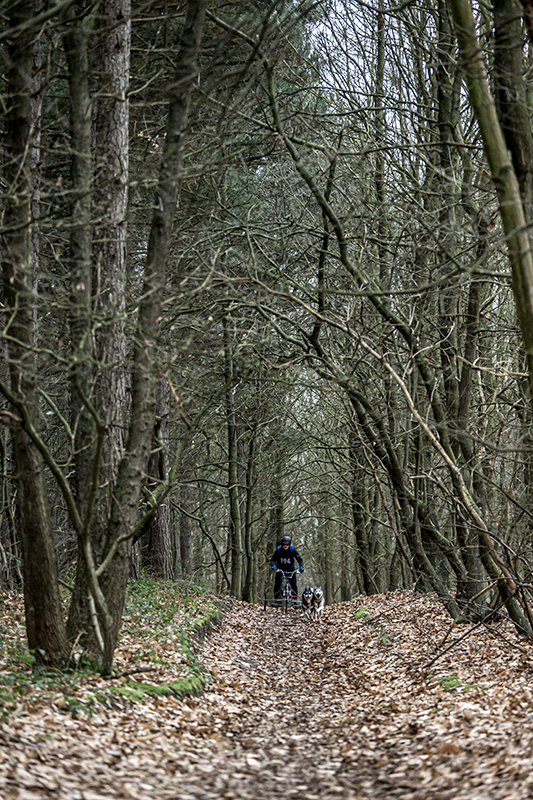 DrewSmithPhoto's tweet photo. Great fun at the SHCGB husky racing at Sherwood Pines this weekend! https://t.co/nvrQEM79dE https://t.co/QT20YQa34I
