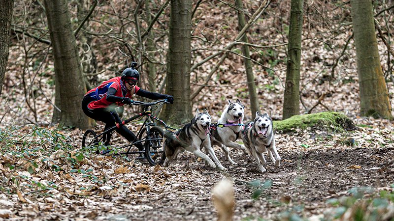 DrewSmithPhoto's tweet photo. Great fun at the SHCGB husky racing at Sherwood Pines this weekend! https://t.co/nvrQEM79dE https://t.co/QT20YQa34I