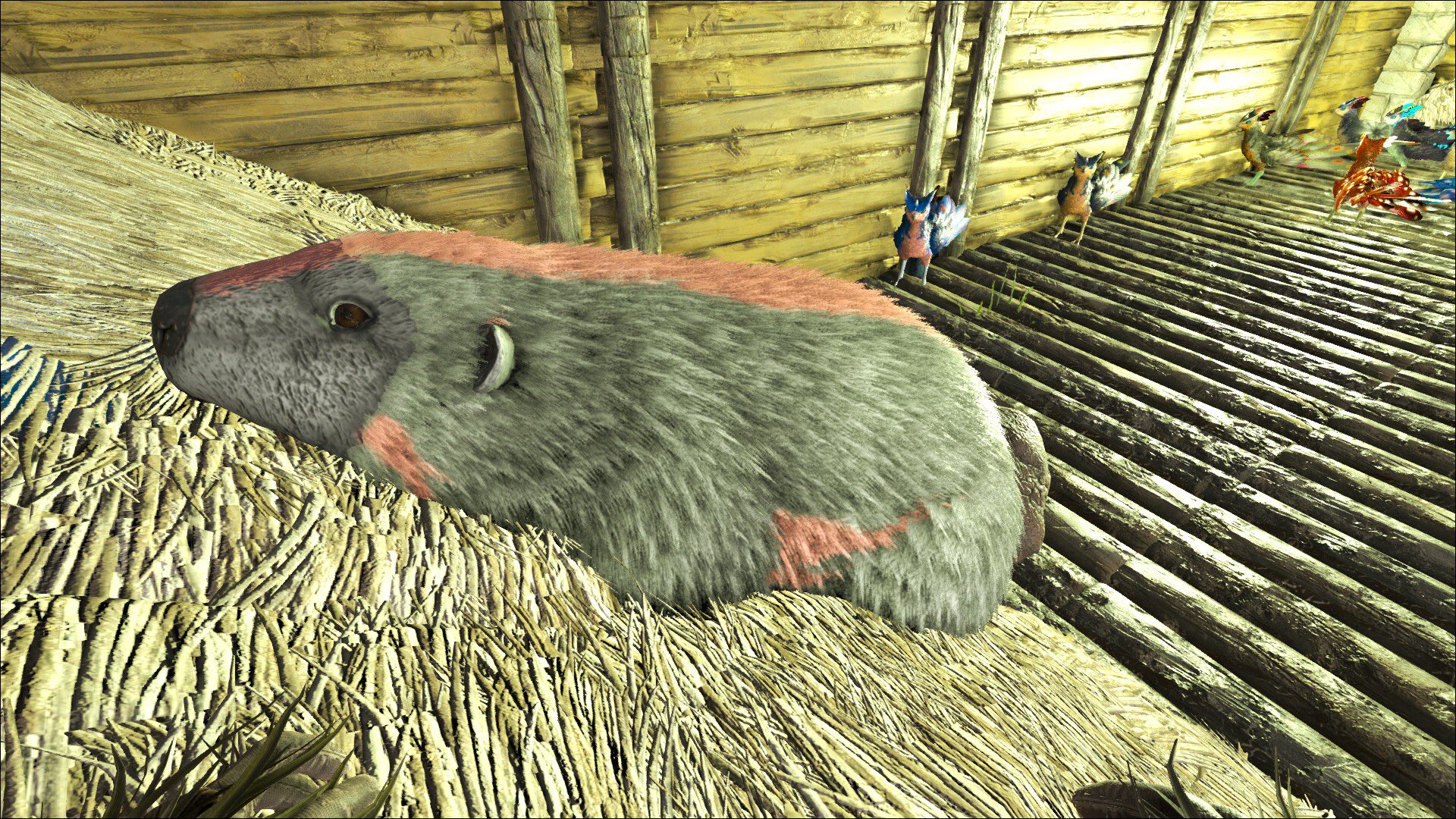 Twitter 上的 まろ ゲーム実況 D ﾝﾏｯ もふもふビーバーが わらに もふもふしてる D ﾝﾏ 可愛い んー O D O ーまッ Arksurvivalevolved Ark カストロイデス T Co Hnj0njkysj Twitter