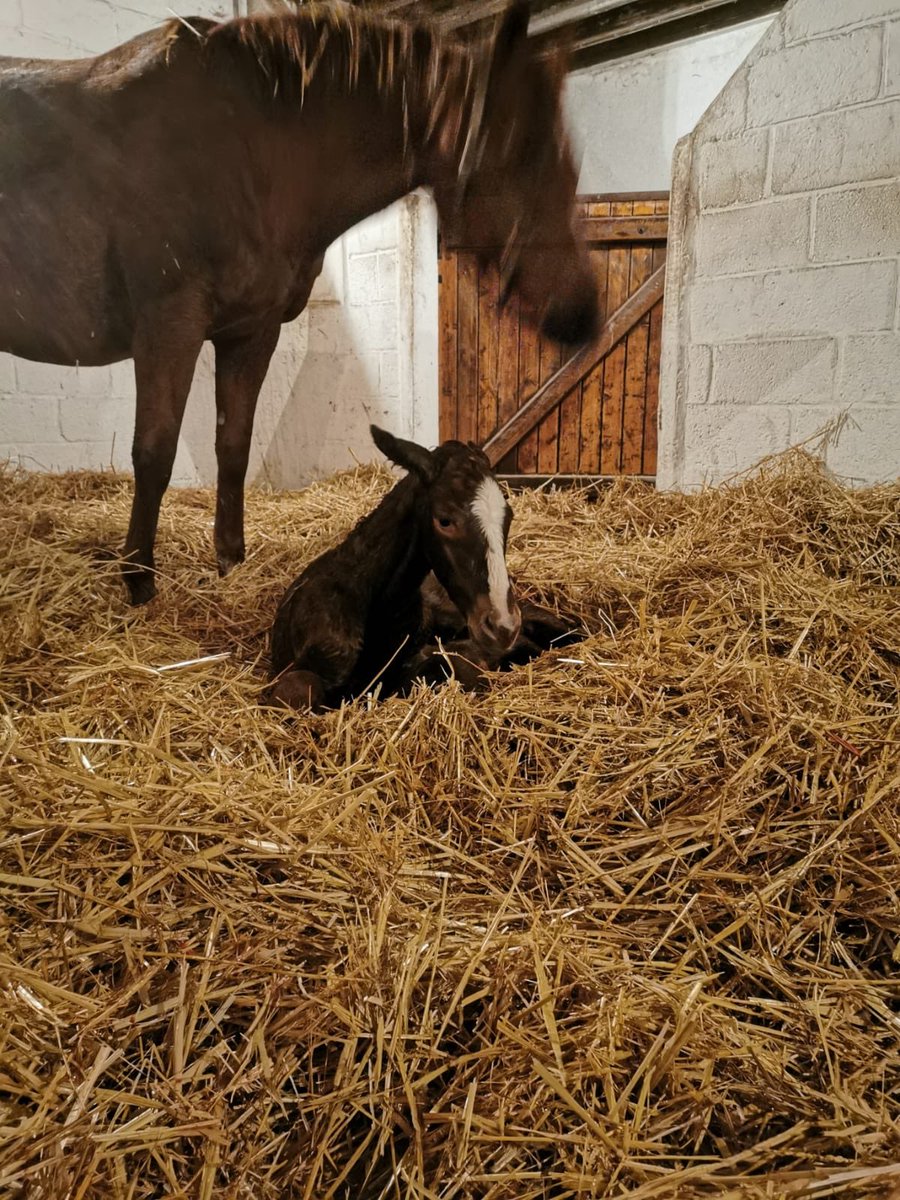 PetitTellier's tweet photo. It’s a girl !!!!
First foal of 2020 at @PetitTellier
Female by ADEJE PARK x ELVSTROEM
Born at 4am #shortnights #happy https://t.co/xmblr2hGF0