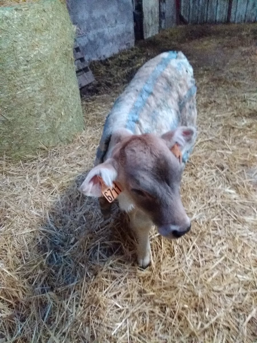 Palma était malade ces jours ci, le temps de nettoyer sa niche où elle était bien au chaud, je lui mets une couverture sur le dos pour ne pas qu'elle ai froid et elle apprécie car elle l'a garde!🤔
Qu'est qu'on ferait pas pour nos animaux 🙄
#bienetreanimal #ceuxquifontlelait