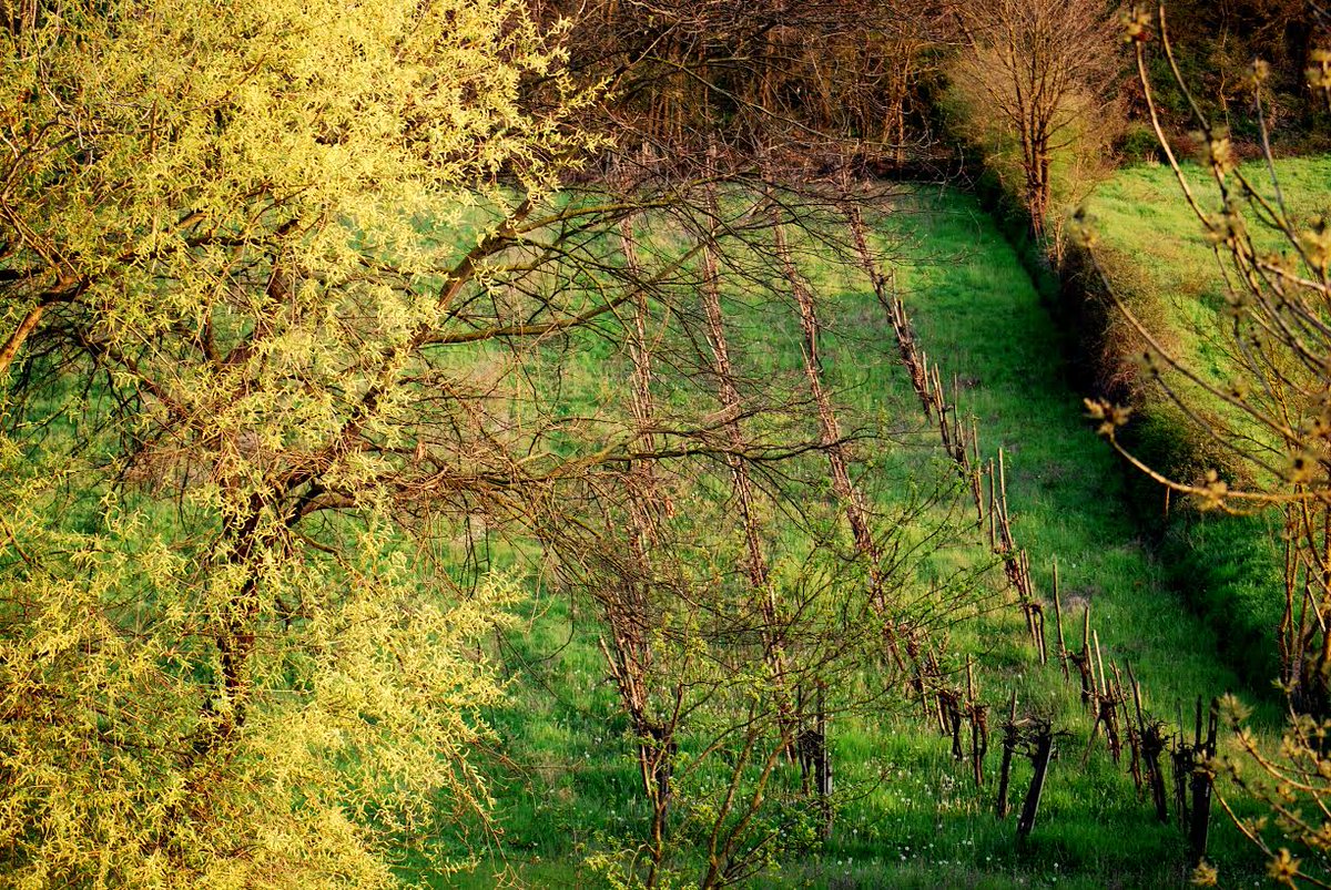 This is the view outside my bedroom window....in wintertime. #roomwithaview #winterintuscany