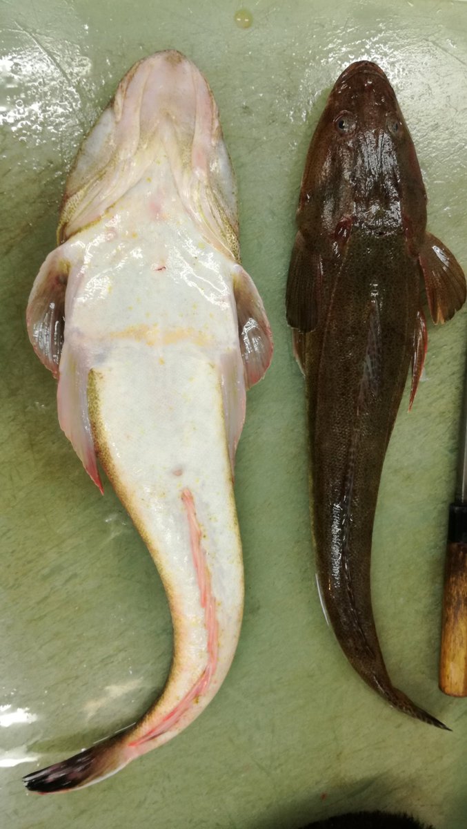 マゴチの特徴 見分け方 写真から探せる魚図鑑