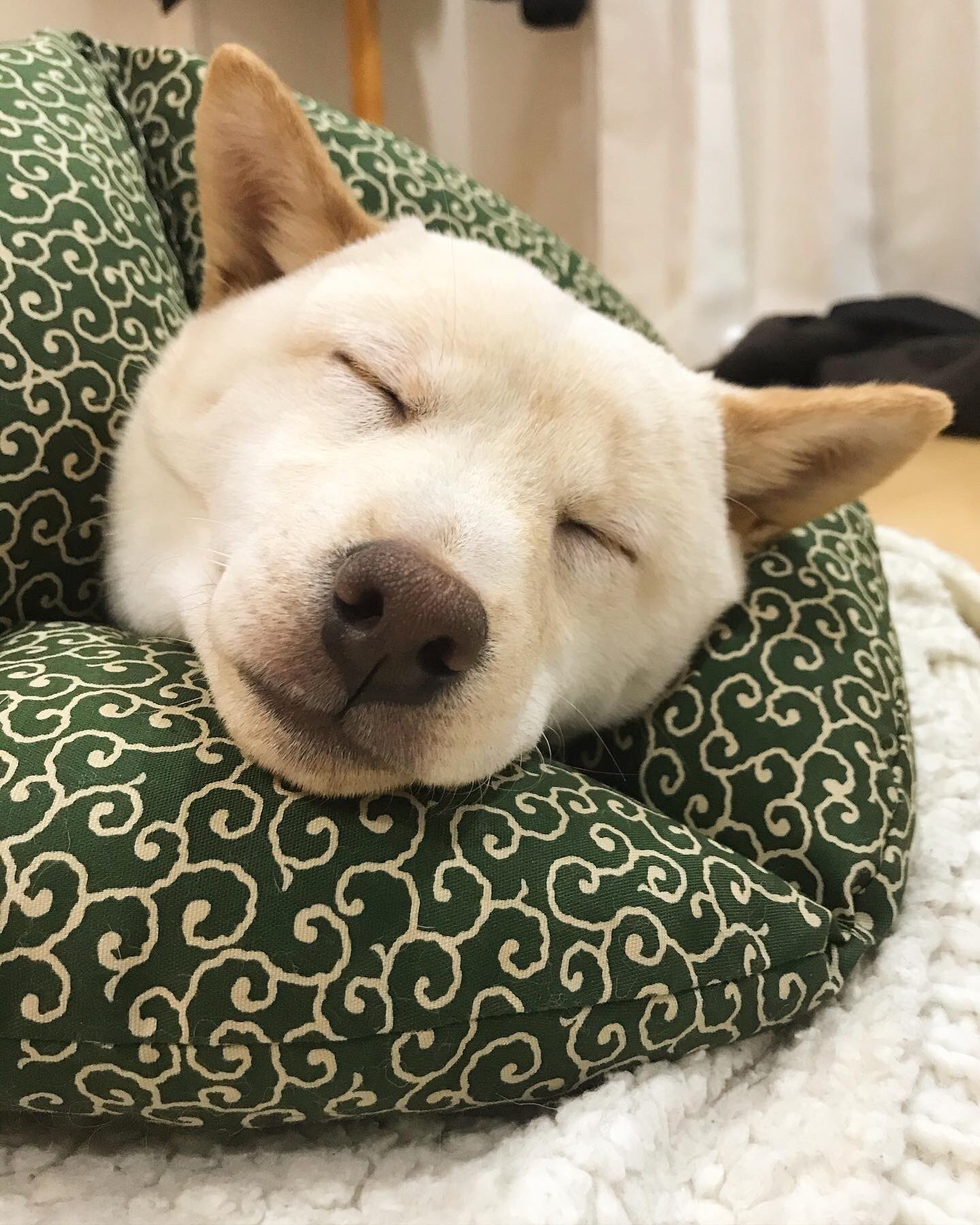 こさく 白豆柴 こさく 去勢手術頑張りました ありがとね こさく 手作りエリザベスカラー 白豆柴こさく 柴犬 豆柴 白豆柴 白柴 柴犬子犬 豆柴子犬 白柴子犬 いぬのいる暮らし 柴犬好きと繋がりたい 豆柴好きと繋がりたい Mameshiba