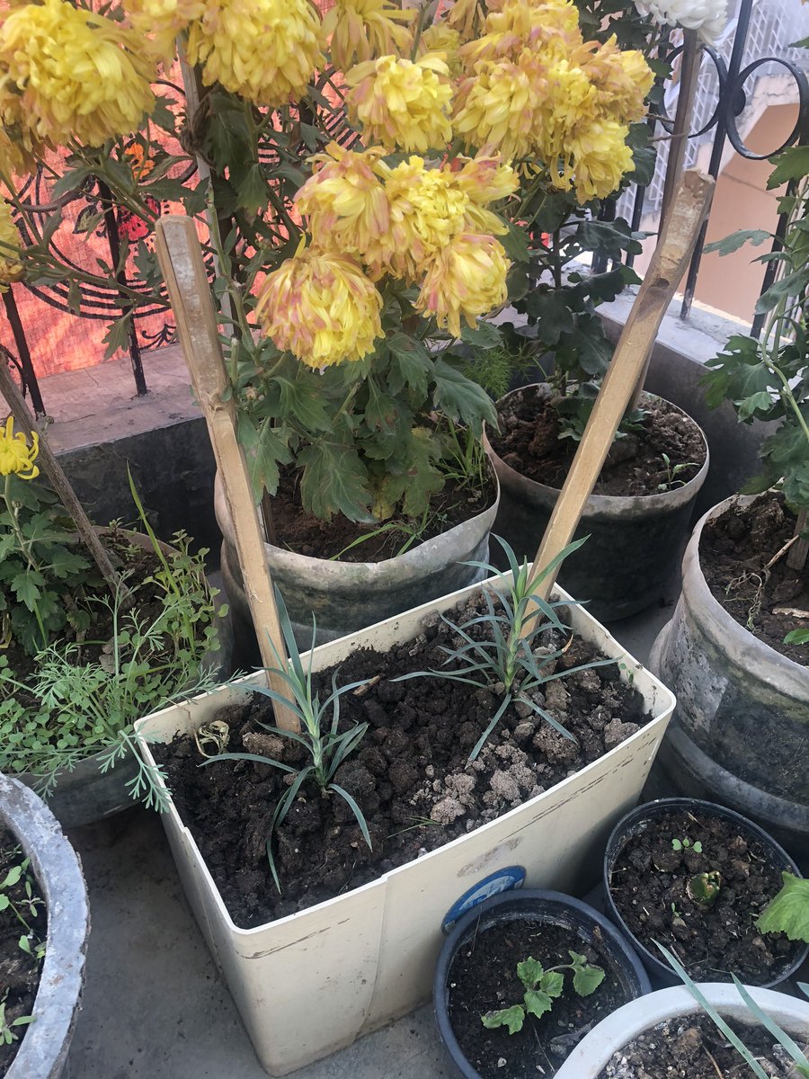 IamCJha's tweet photo. U want ur students to attain their potential.
Motivate & Provide them required support with affection. Stop criticizing their abilities
Trust me it will work 4 sure
Like these flowers. I hope
U’ve heard about #ZoneofProximalDevelopment & #Scaffolding #Educomm #SundayMotivation https://t.co/TRHq9Fx76A