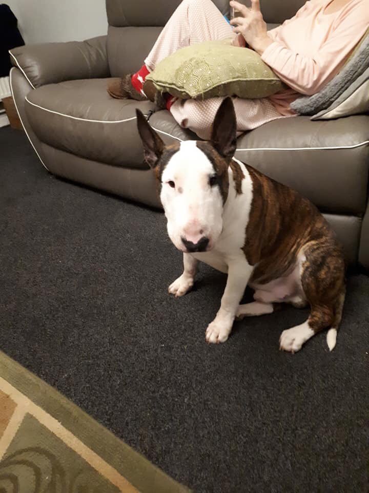 SAMPAuk_'s tweet photo. WARNING TO #dogLovers in #Norfolk Dog Thieves get tougher 💔 #PetTheftReform is needed @DefraGovUK @ZacGoldsmith @carriesymonds @Dr_Dan_1 @BorisJohnson https://t.co/J5cJLOAVEY