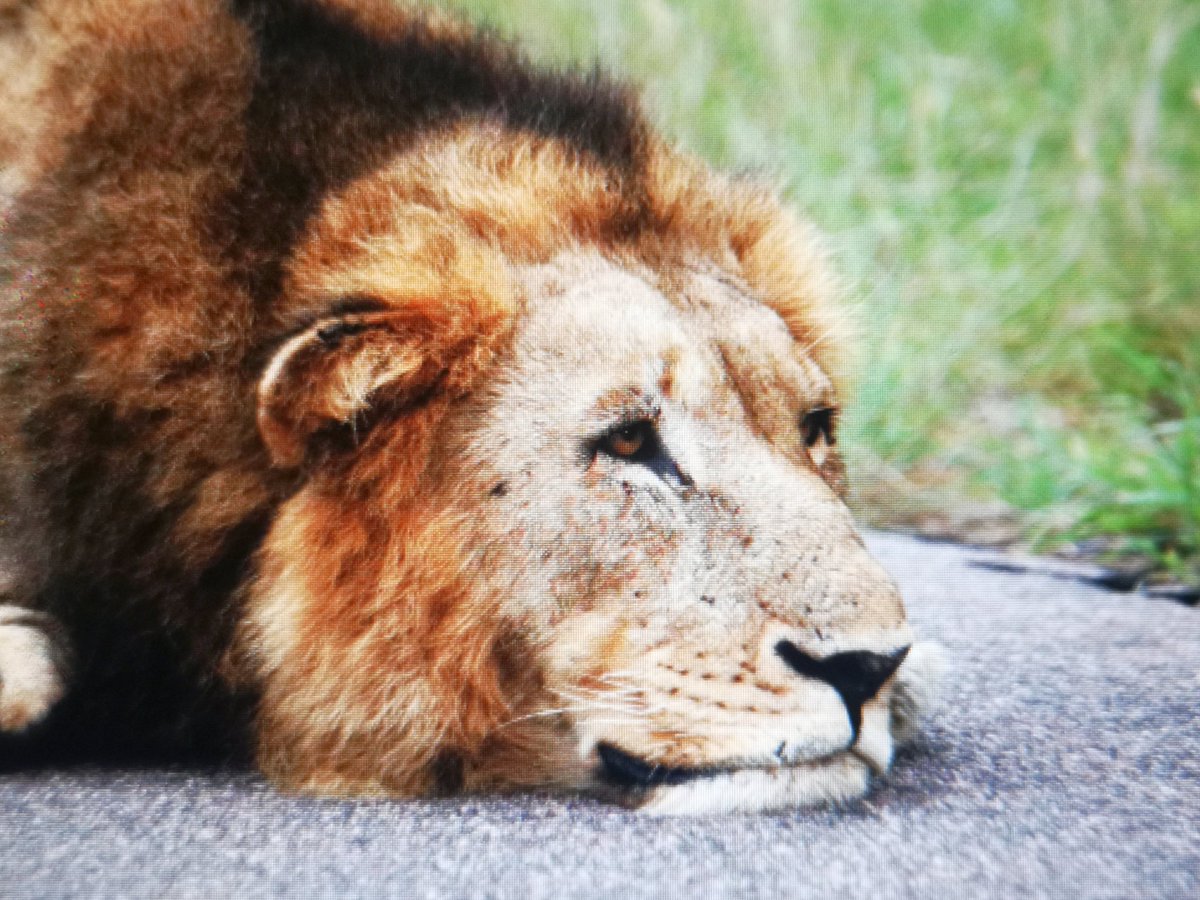 WildWingSafaris's tweet photo. #babalas https://t.co/NtCpWuBUl8