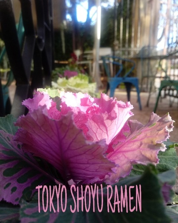 Kafe Botanika tweet media