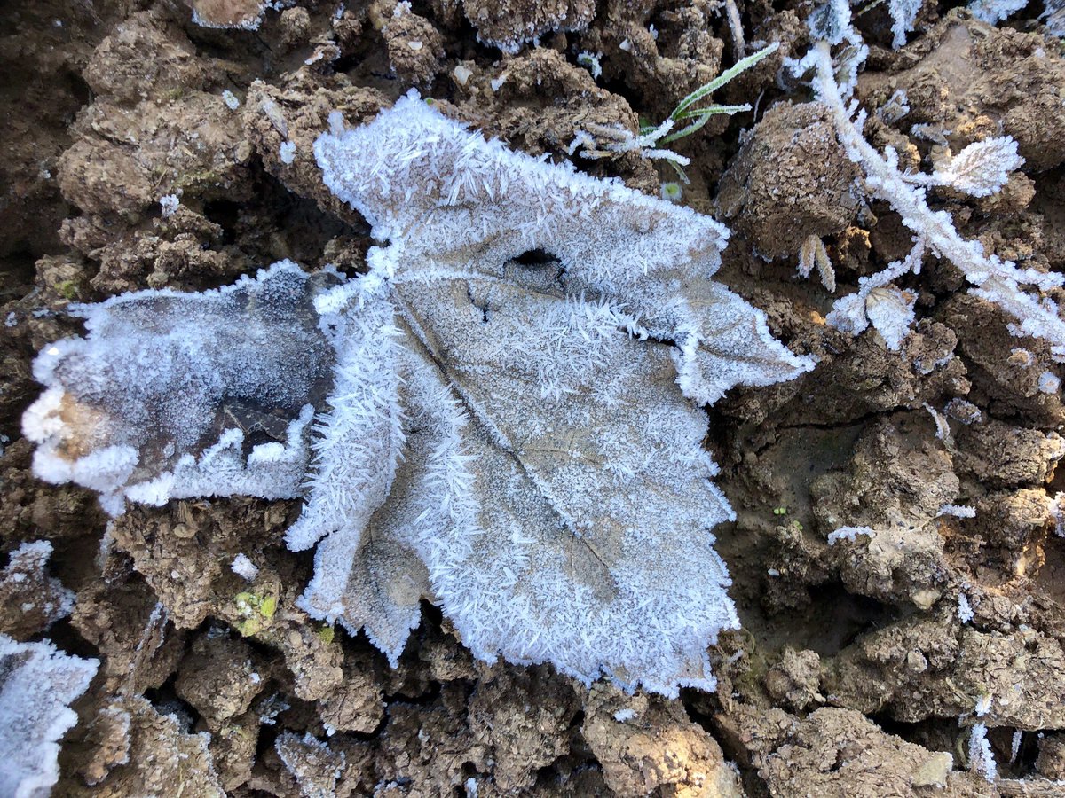 ladiferenta's tweet photo. Arriben gebrades, les glaçades i el necessari #hivern, perquè la vinya pari, reposi. El fred és part del cicle de la vida.
#winter #invierno #wine #vi #vicatalà #ladiferenta #vinyavella #vinyanova #sumoll #mandó #malvasia #macabeu
#dopladebages @RebostBages https://t.co/QMA4F3UKob