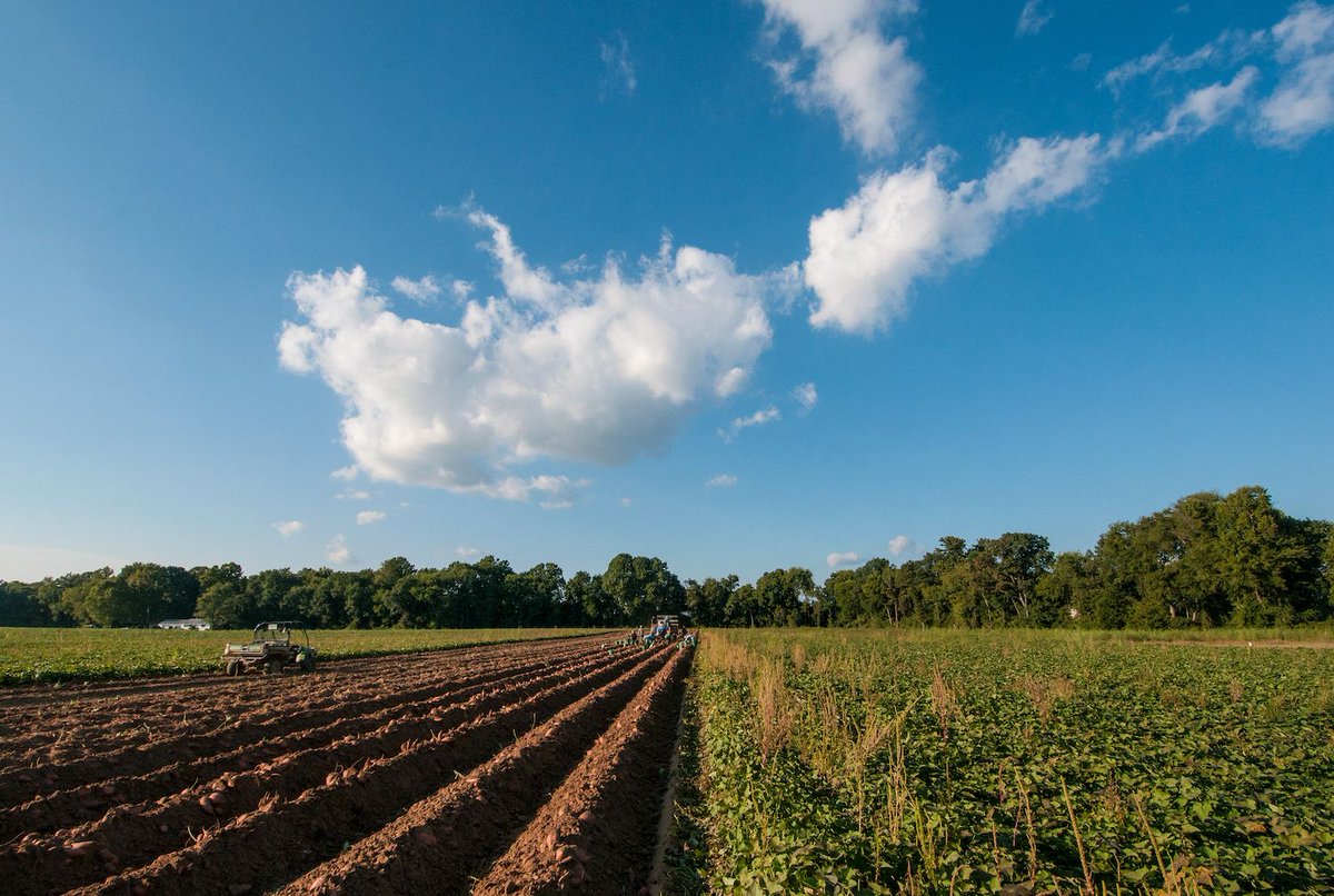 TheCounter's tweet photo. Land of confusion: New government website fails to answer hard questions about GMOs. https://t.co/D9mtM7ONAZ https://t.co/7JWY1pn69w
