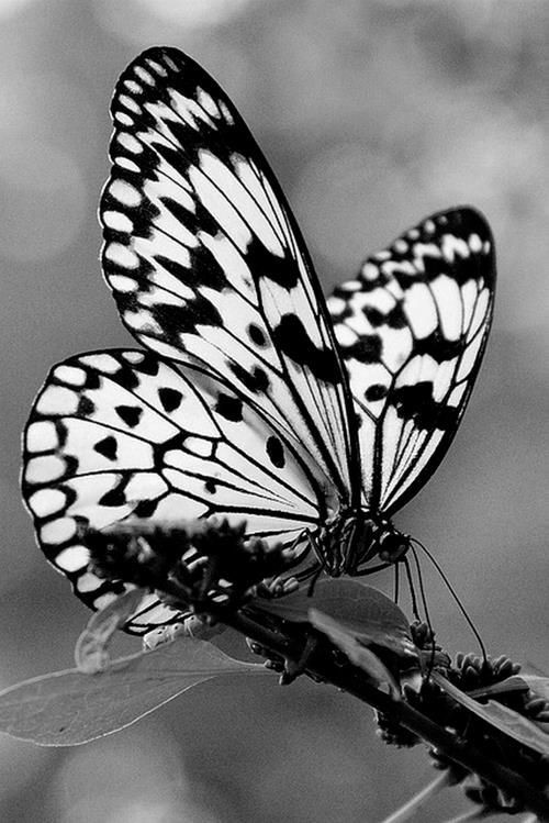 Angels_fall5's tweet photo. Life is series of thousands of little miracles. Notice them. https://t.co/85QTuQR3Ob
