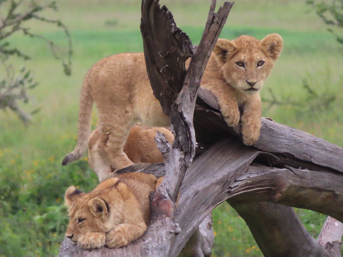 Lion cubs were so active &amp; adorable today (cooler weather), this pride brought our total to 41 for the week! Mom teaches them early stages of hunting by ripping off tree bark. <a href="/MBilanchone/">Mischa Bilanchone she/her</a> <a href="/RondaCook1/">Ronda Cook</a> @mrpaparella @KWBGillen <a href="/mikewardian/">michael wardian</a> #kwbpride