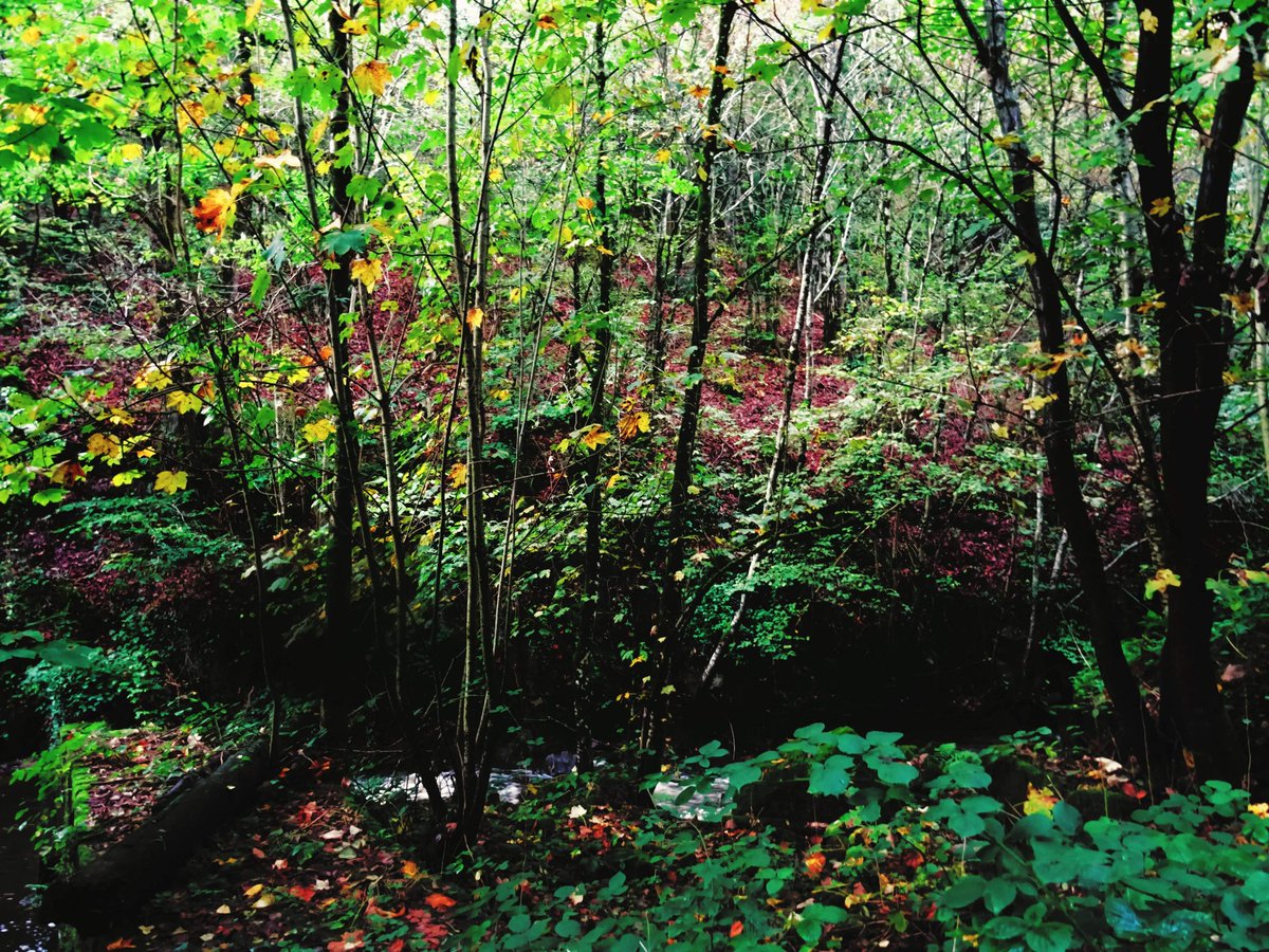 • Woods / Chill of Autumn #ファインダー越しの私の世界 #写真好きな人と繋がりたい #trees #wood #woods #madeira #木 #forêt #나무 #遠足 #森林 #adventuring #visualsgang #foresta #greentrees #excursionisme #autumnwalk #oldgrowthforest #redwoodnationalpark #shutterbugpix #ancientforest