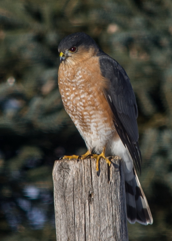 This #SharpshinnedHawk periodically continues to harrass the feeder birds in my yard. If I didn't take this photo through my livingroom window I would have no photo at all. #DorionOntario #Canada