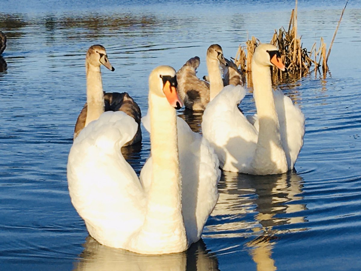 jimmyjests's tweet photo. Lovely to meet up with a few friendly birds today in #leebeenpark @LongfordTourism #aughnacliffe #Swans #ducks #friendlybirds @BirdWatchIE @BirdWatchingMag @BirdwatchExtra https://t.co/LVqAIjiLL7