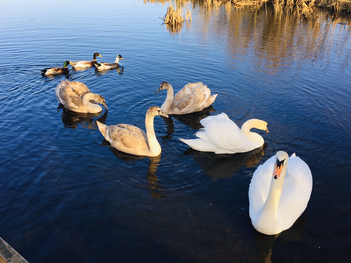 jimmyjests's tweet photo. Lovely to meet up with a few friendly birds today in #leebeenpark @LongfordTourism #aughnacliffe #Swans #ducks #friendlybirds @BirdWatchIE @BirdWatchingMag @BirdwatchExtra https://t.co/LVqAIjiLL7