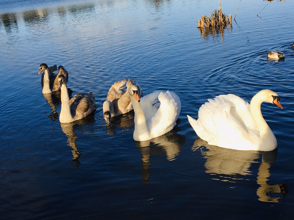 jimmyjests's tweet photo. Lovely to meet up with a few friendly birds today in #leebeenpark @LongfordTourism #aughnacliffe #Swans #ducks #friendlybirds @BirdWatchIE @BirdWatchingMag @BirdwatchExtra https://t.co/LVqAIjiLL7